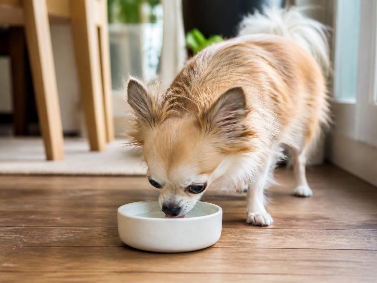Langhaar-Chihuahua trinkt aus einem Keramiknapf