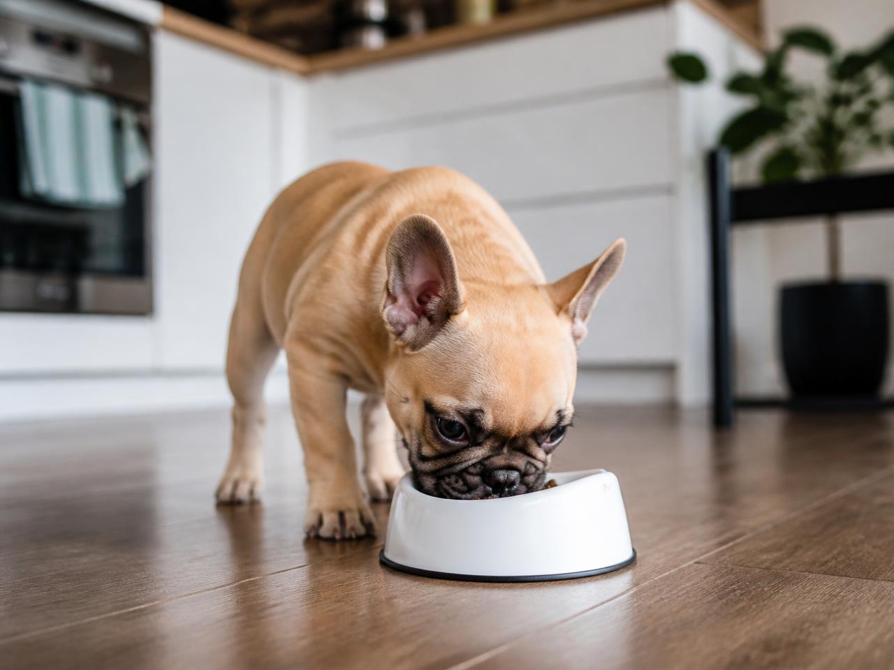 Junge Französische Bulldogge frisst aus einem Napf in der Küche