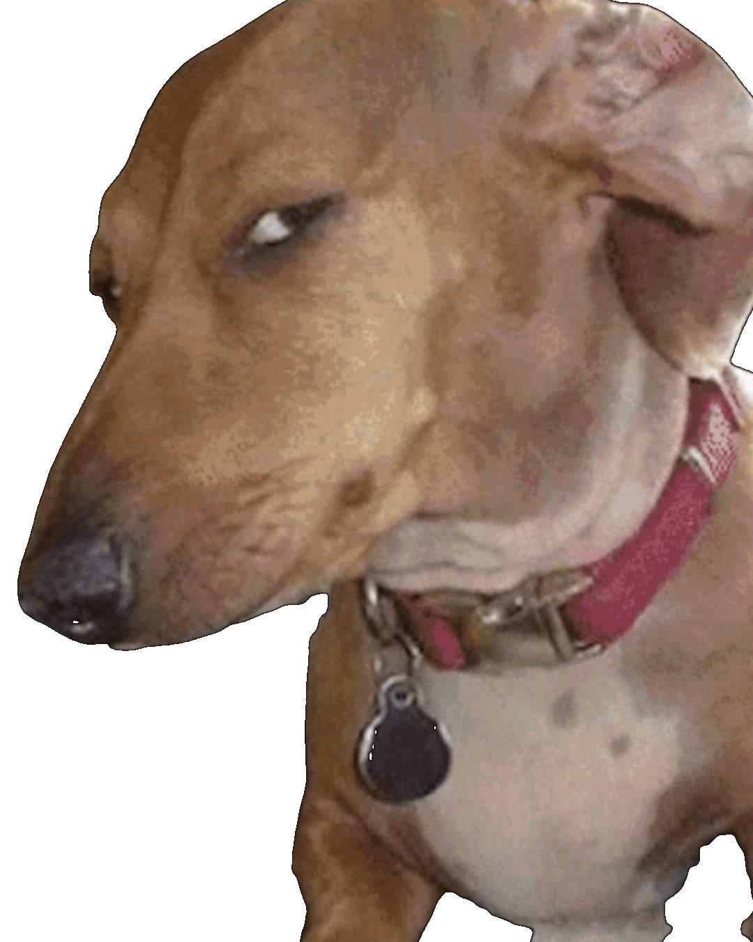 Hund mit skeptischem Seitenblick