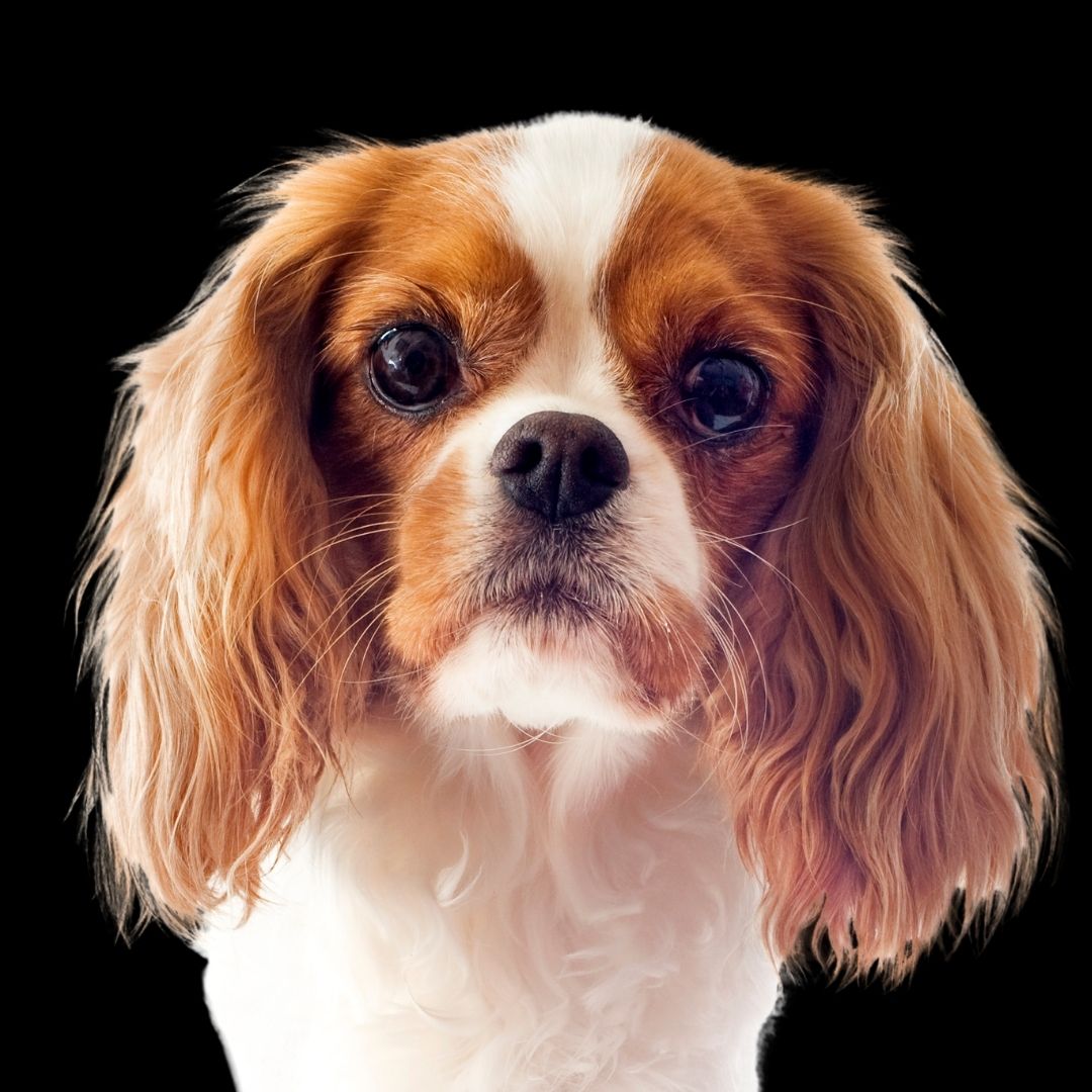Cavalier King Charles Spaniel