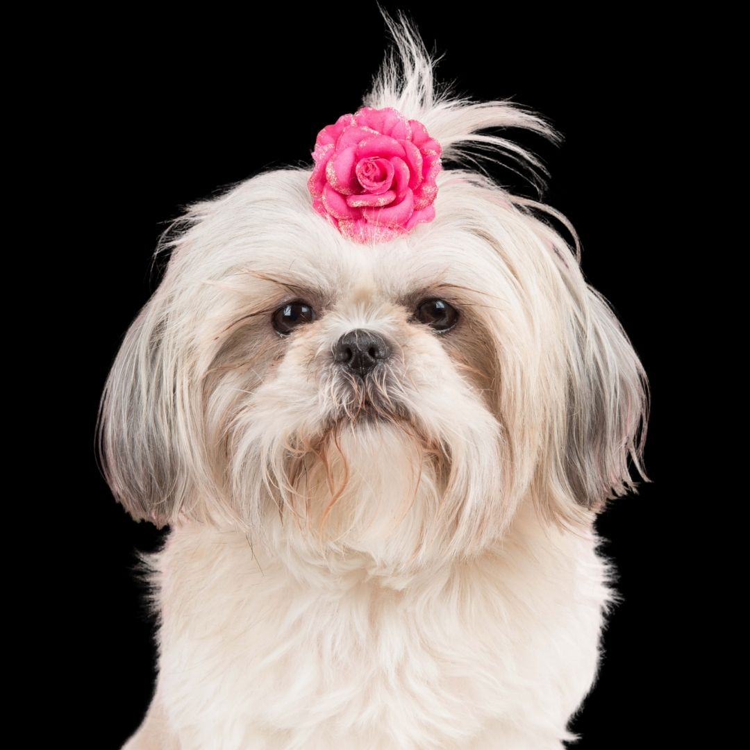 Shih Tzu