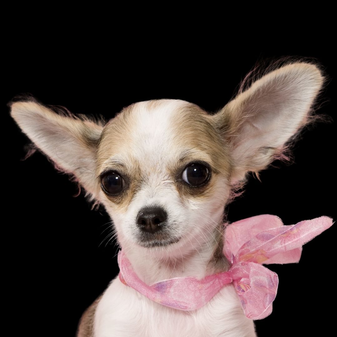 Chihuahua