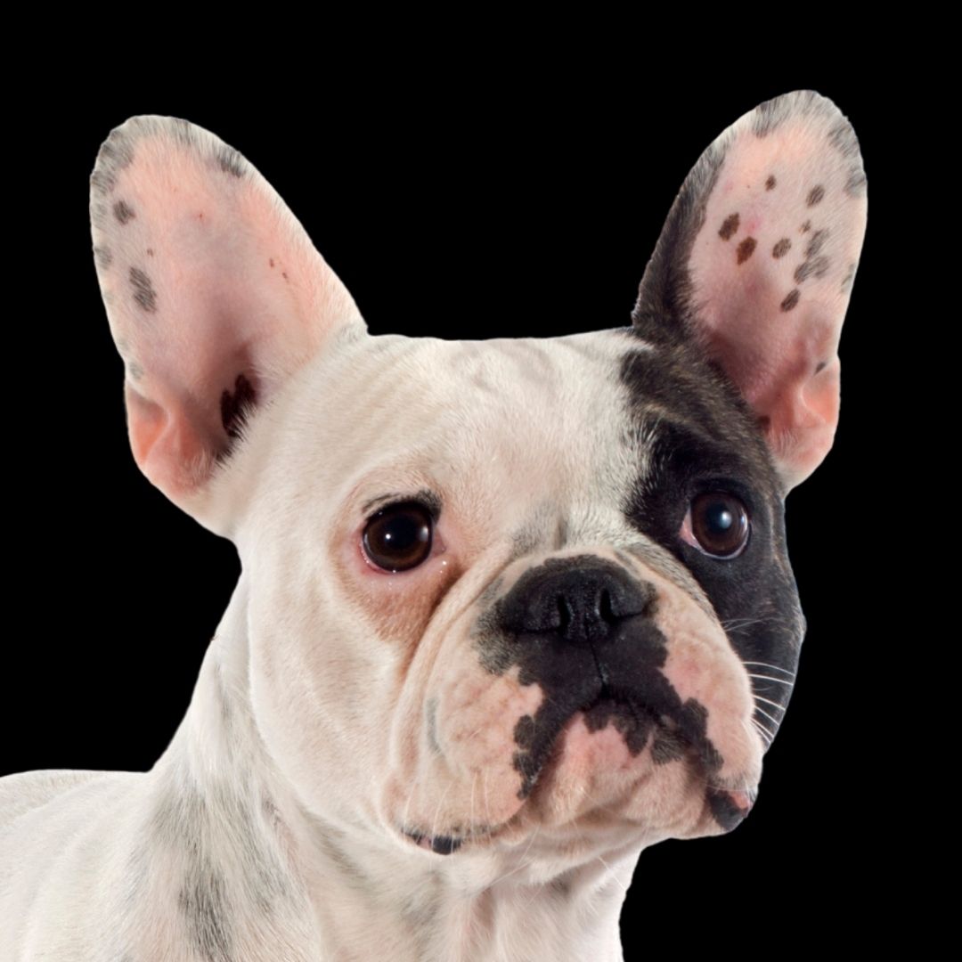 Französische Bulldogge
