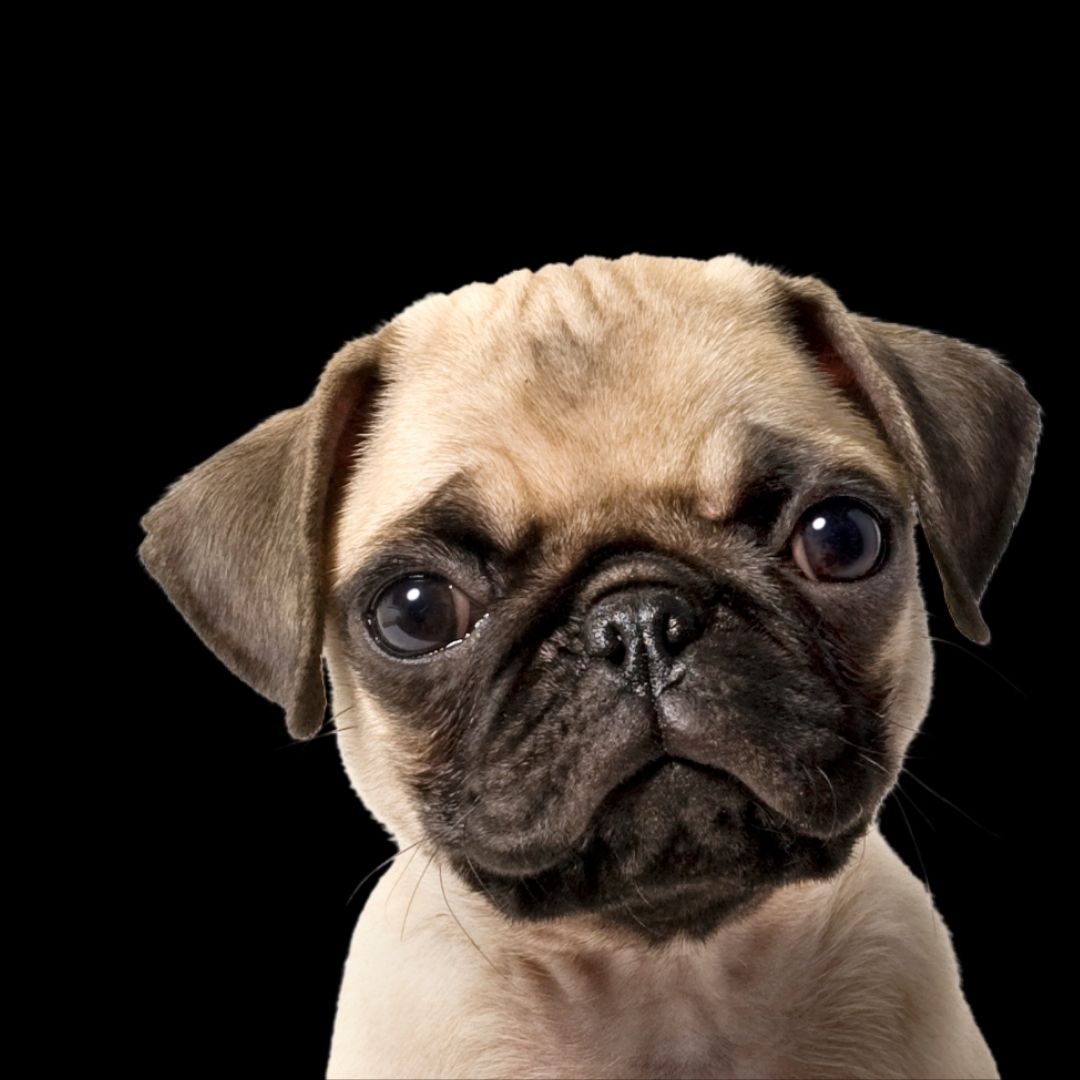 Mops